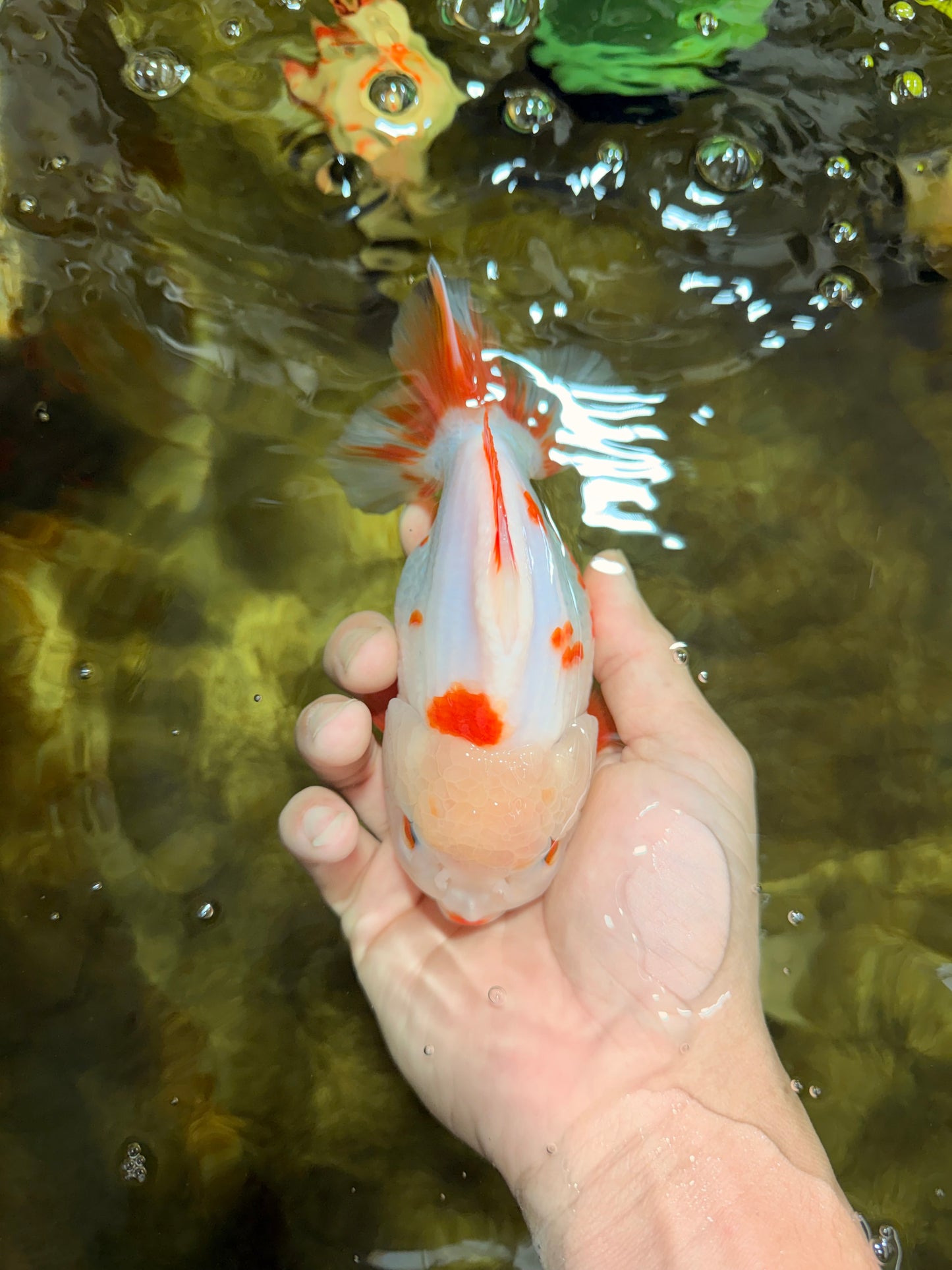 A Grade Red White Yuanbao Female 5 inches #103125YB_05