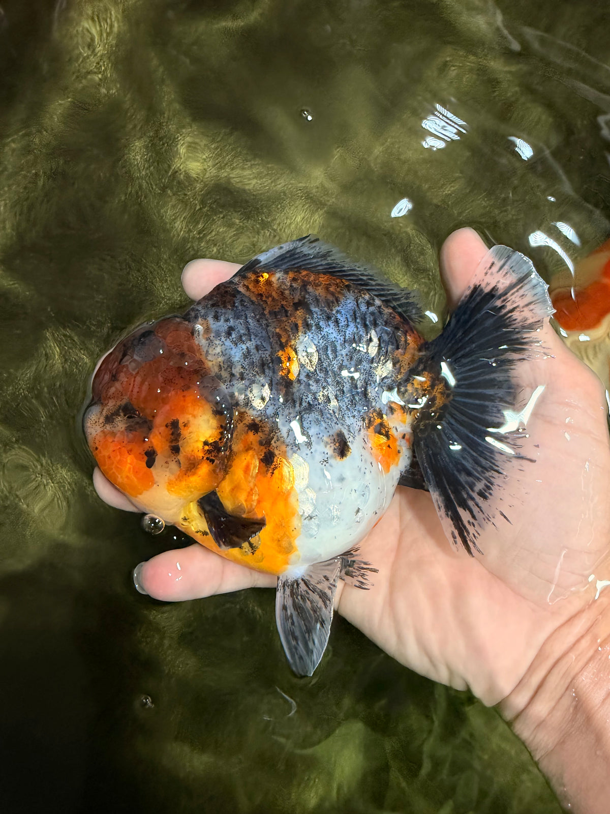 AAA Grade Calico Kirin Yuanbao Female 5.5 inches #101626YB_39