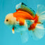 A Grade Red White Oranda Male 6 inches #041726OR_20