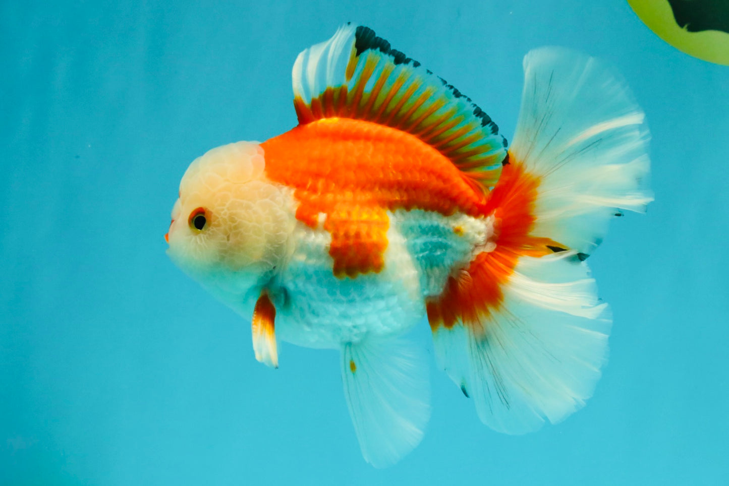 A Grade Red White Oranda Male 6 inches #041726OR_20