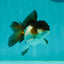 Panda Oranda Female 3.5 inches #1018OR_12