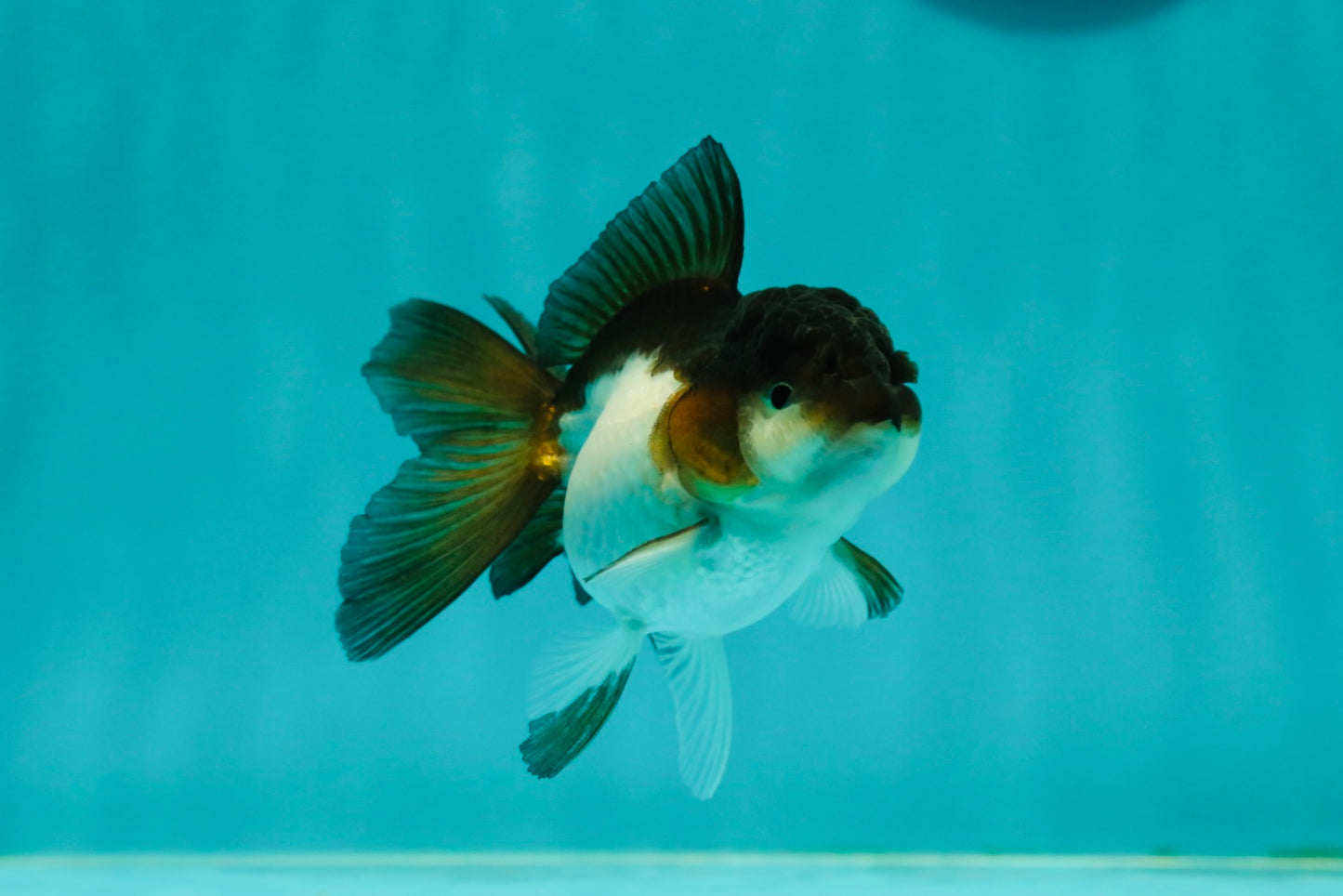 Panda Oranda Female 3.5 inches #1018OR_12