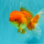 A Grade Red White Oranda Male 5.5-6 inches #082126OR_03