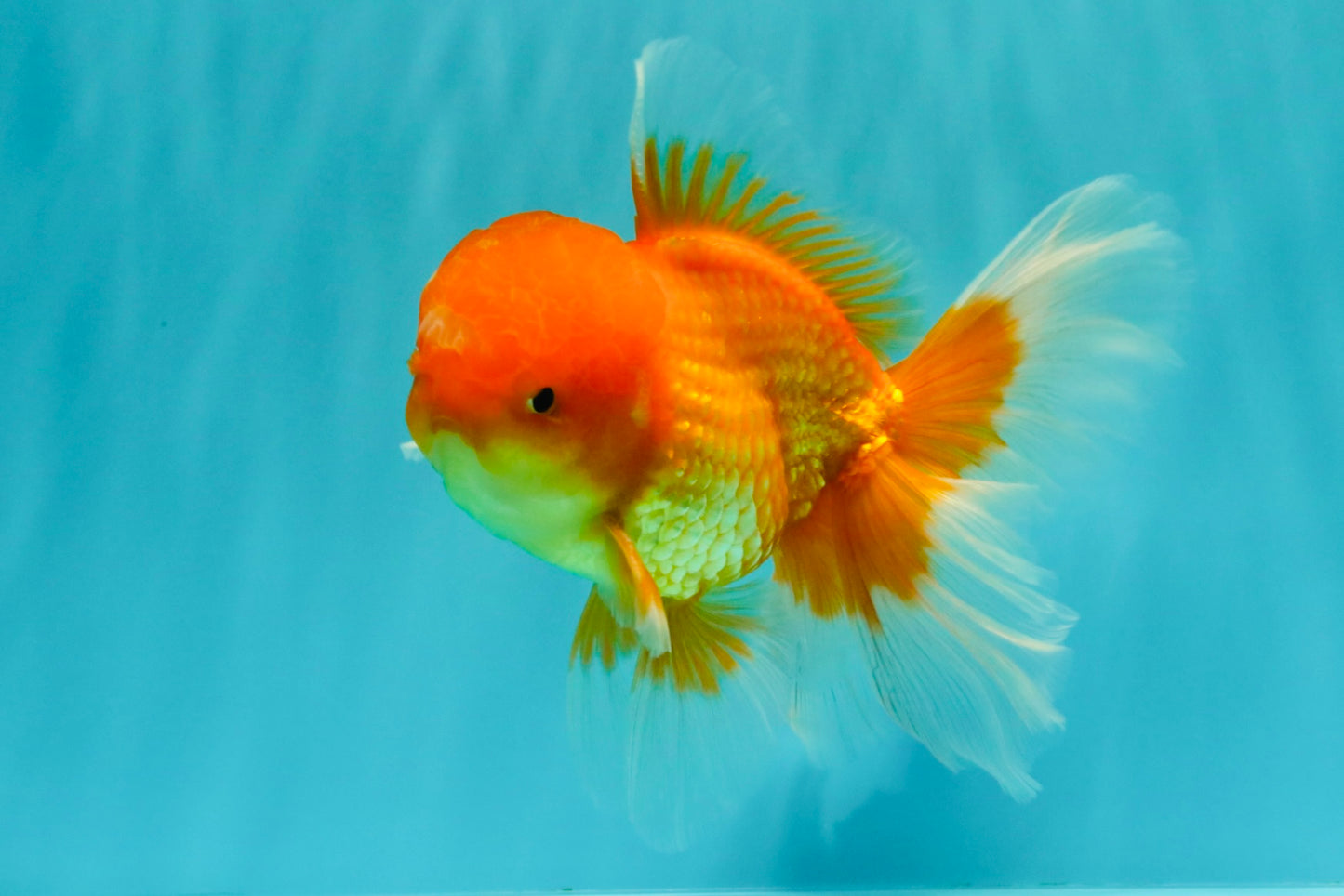 A Grade Red White Oranda Male 5.5-6 inches #082126OR_03