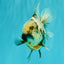 Kirin Oranda Female 6 inches #071726OR_19