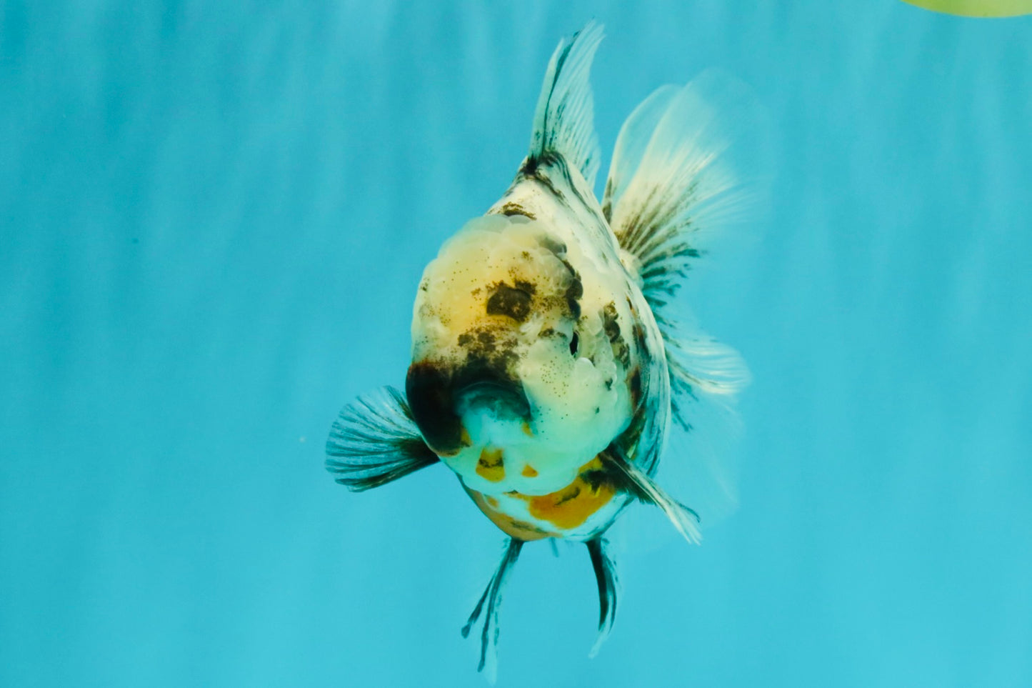 Kirin Oranda Female 6 inches #071726OR_19