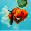 FLUFFY-TAIL AAA Grade Tiger Oranda Female 7-7.5  inches #100226OR_32