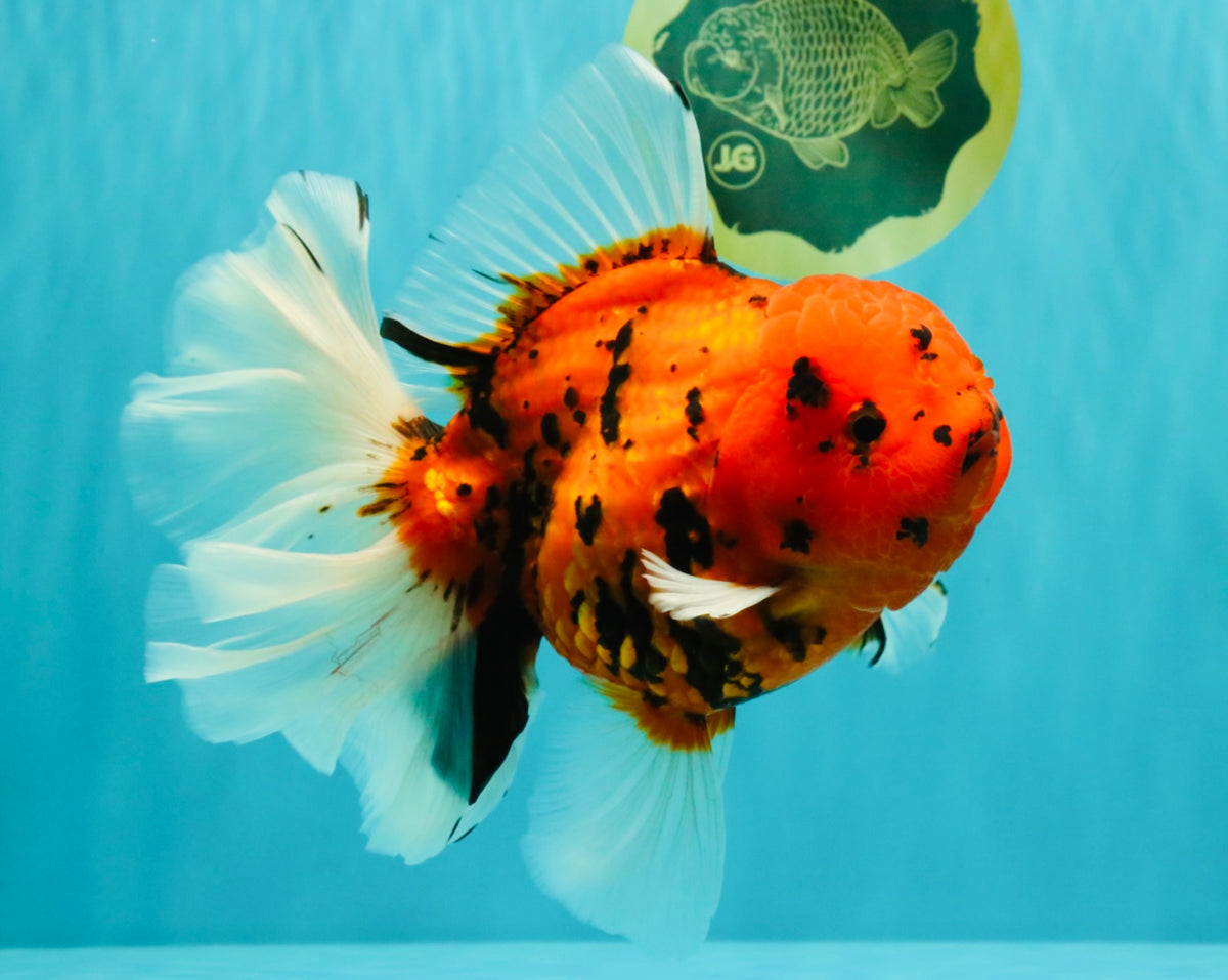 FLUFFY-TAIL AAA Grade Tiger Oranda Female 7-7.5  inches #100226OR_32