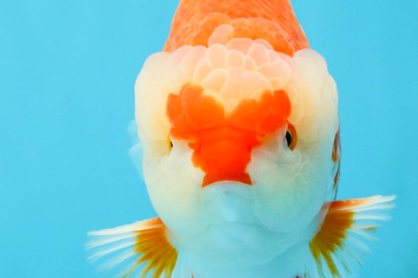 RED HEART A Grade Red White Yuanbao Male 6 inches #032726YB_05