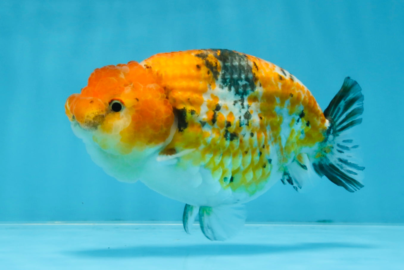 Tricolor Lionchu Female 5 inches #103125LC_16