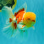 AAA Grade Red White Oranda Male 6 inches #080726OR_13