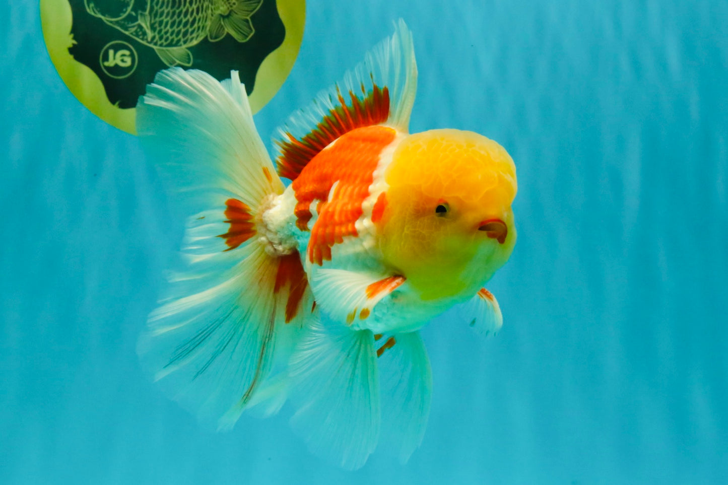 AAA Grade Red White Oranda Male 6 inches #080726OR_13