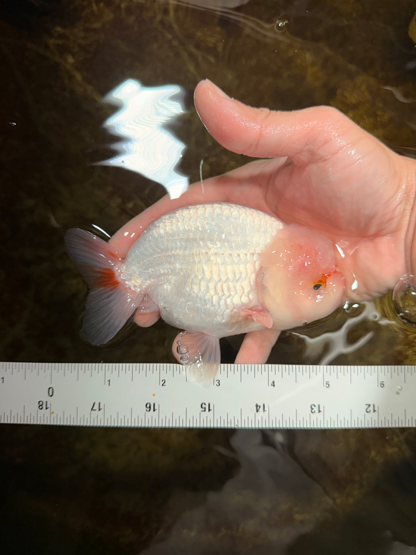 A Grade Red White LionKing 5-5.5 inches #112125LC_03