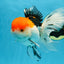A Grade Tricolor Oranda Female 6-6.5 inches #071125OR_10