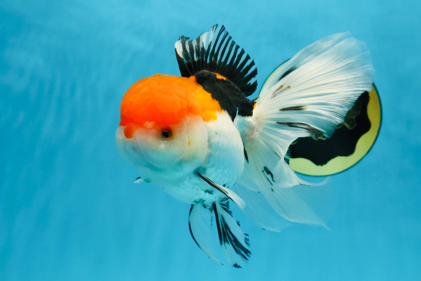 A Grade Tricolor Oranda Female 6-6.5 inches #071125OR_10