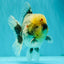 AAA Grade Kirin Oranda Male 6 inches #092526OR_04