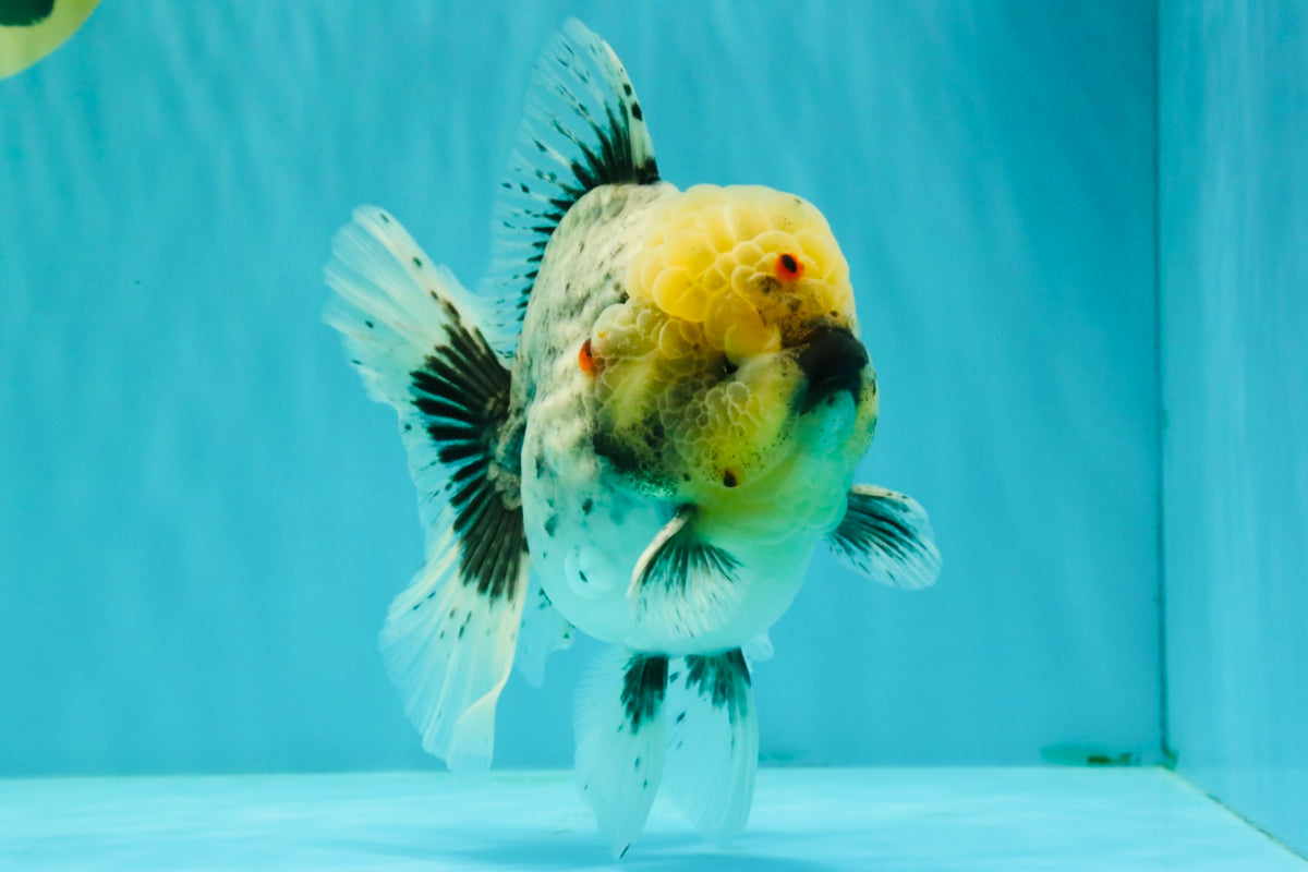 AAA Grade Kirin Oranda Male 6 inches #092526OR_04