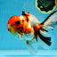 AAA Grade BEAUTY Tricolor Sakura Oranda Female 6 inches #082225OR_06