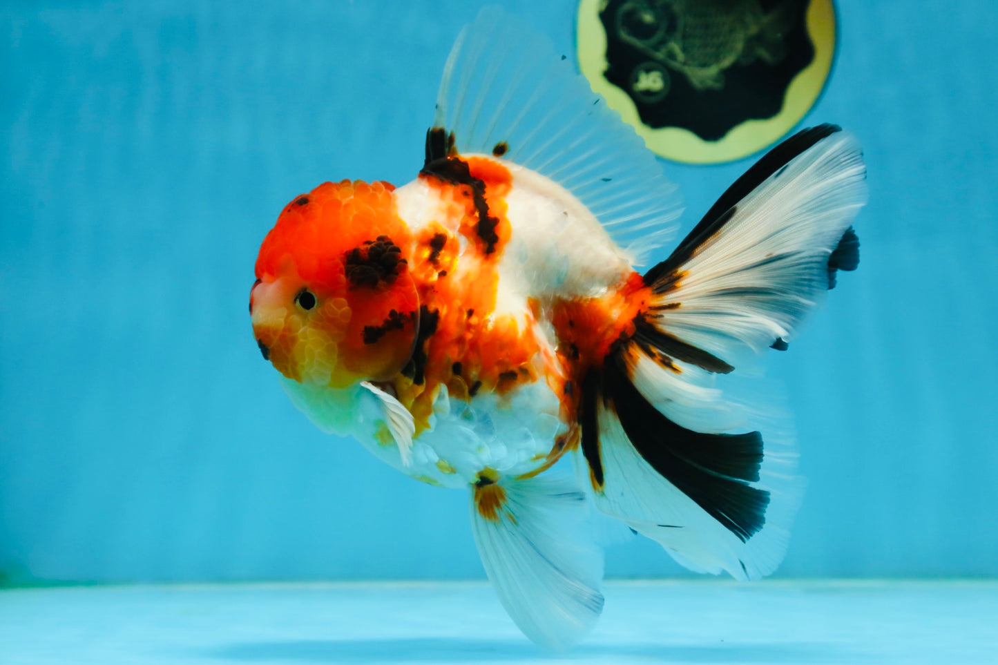 AAA Grade BEAUTY Tricolor Sakura Oranda Female 6 inches #082225OR_06