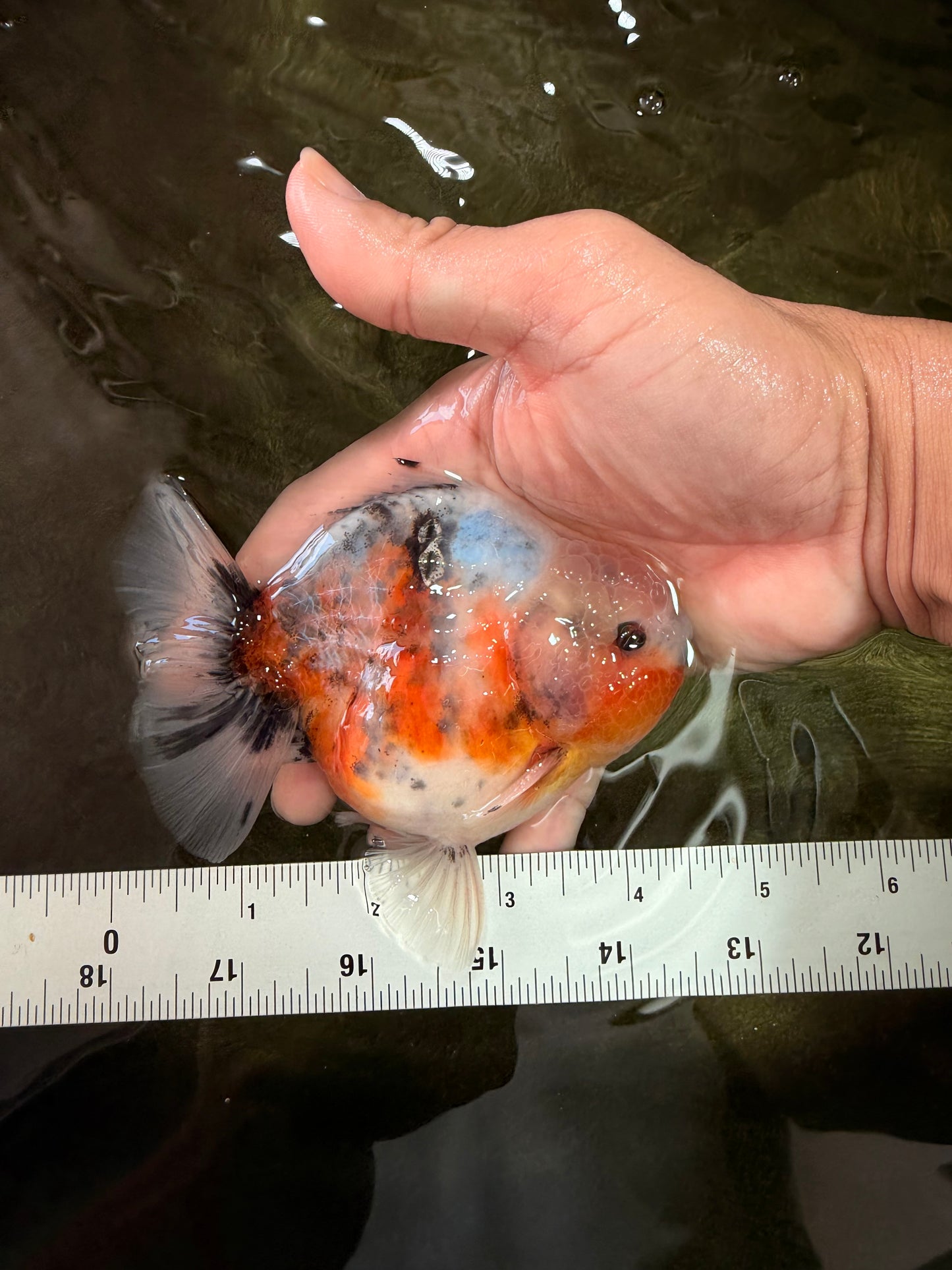 A Grade Marble Yuanbao Male 4.5 inches #071726YB_10