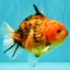 A Grade Tiger Yuanbao Male 5-5.5 inches #080726YB_25