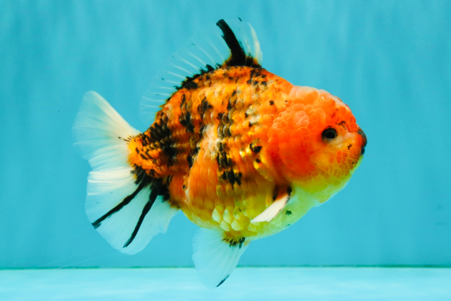 A Grade Tiger Yuanbao Male 5-5.5 inches #080726YB_25