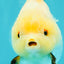 A Grade Chicken White Yuanbao Female 5 inches #062626YB_15