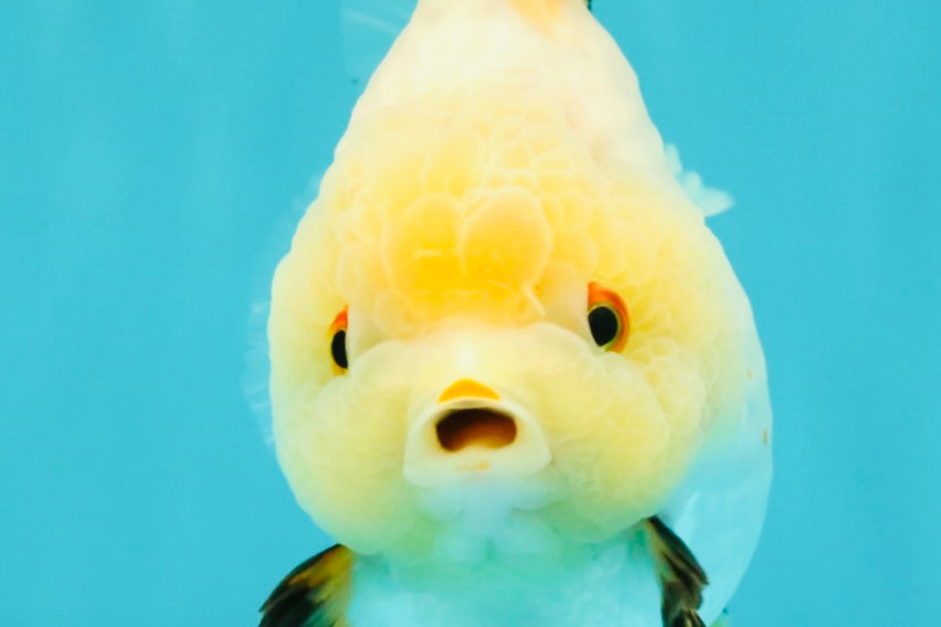 A Grade Chicken White Yuanbao Female 5 inches #062626YB_15