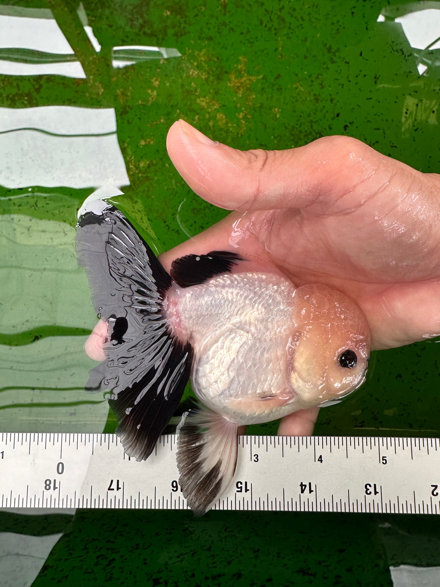 A Grade Button Eyes Panda Oranda Female 4.5-5 inches #0906OR_23