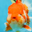 AAA Grade Young Godzilla Red White Oranda Male 6 inches #081525OR_07