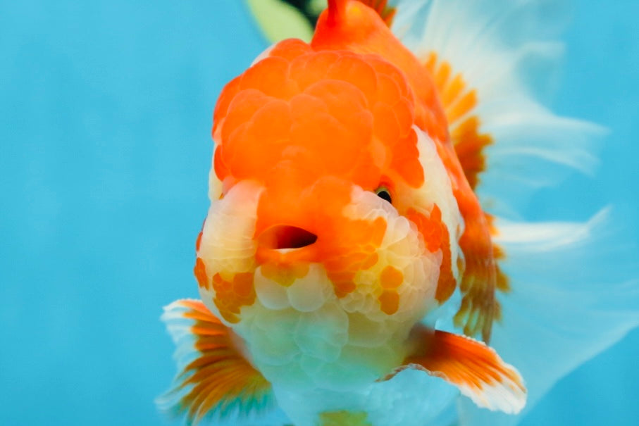 AAA Grade Young Godzilla Red White Oranda Male 6 inches #081525OR_07