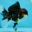 Chubby Cheek Tricolor Oranda Male 5.5 inches #053025OR_31