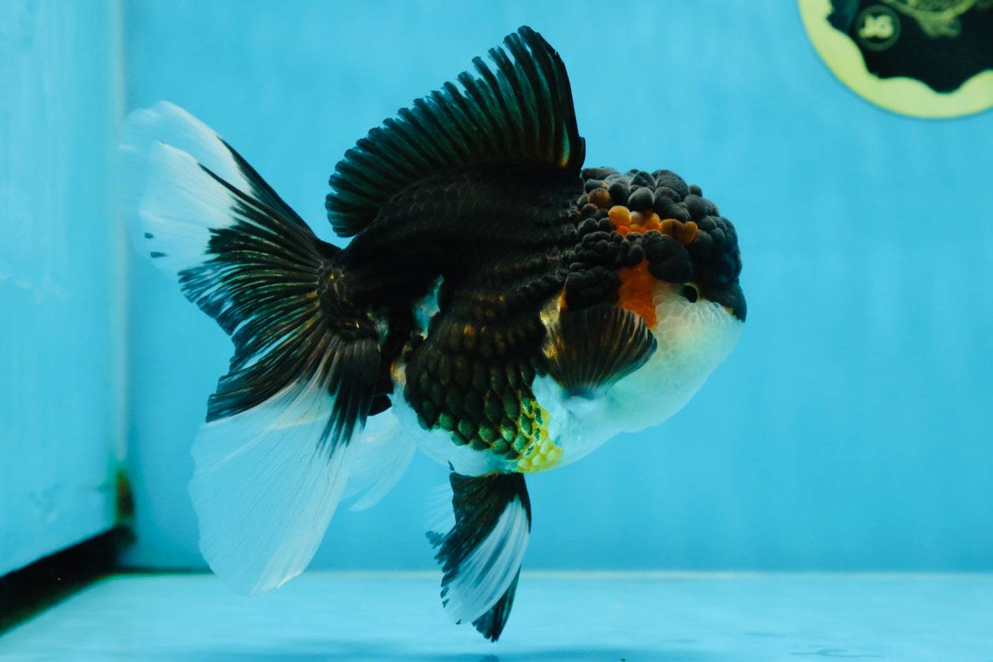 Chubby Cheek Tricolor Oranda Male 5.5 inches #053025OR_31