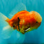 A Grade Jade Head Sakura Oranda Male 6-6.5 inches #082826OR_01