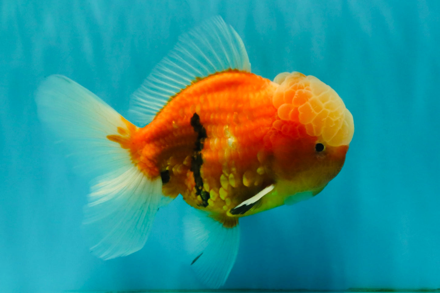 A Grade Jade Head Sakura Oranda Male 6-6.5 inches #082826OR_01