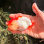 SUPER CUTE A Grade Red White LionQueen 4-4.5 inches #050826LC_14