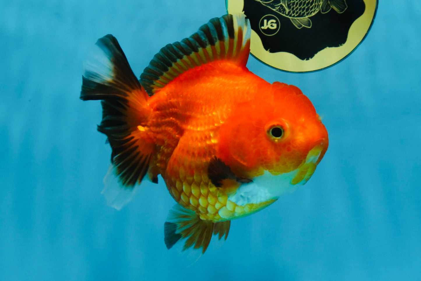 NEMO Apache Yuanbao Female 5-5.5 inches #091925YB_18