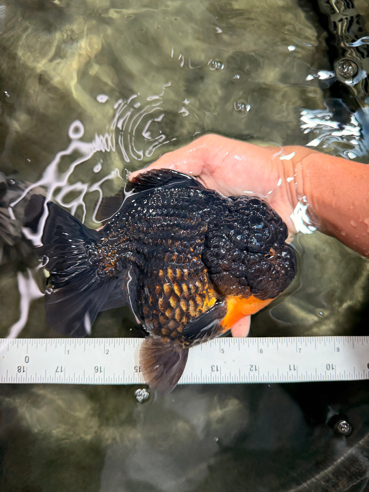 THE THING AAA Grade Apache Yuanbao Female 7 inches #072426YB_05