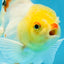 Little Chicken Lemonhead Oranda Male 4.5 inches #011725OR_03