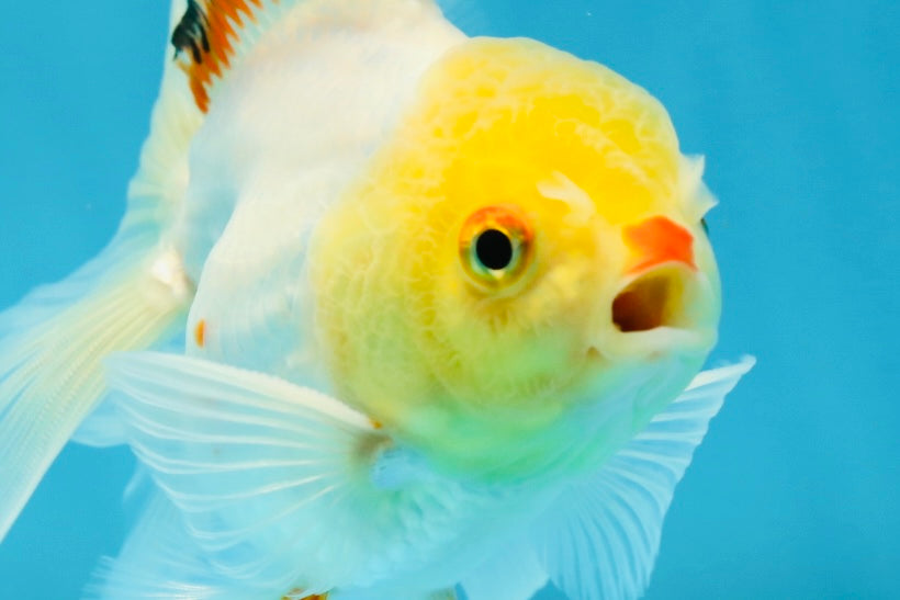 Little Chicken Lemonhead Oranda Male 4.5 inches #011725OR_03