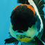 BATMAN AAA Grade Tricolor Oranda Male 5.5 inches #022026OR_09