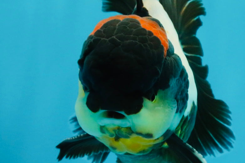 BATMAN AAA Grade Tricolor Oranda Male 5.5 inches #022026OR_09