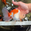 PUPPY A Grade Tricolor Oranda Female 7 inches #040326OR_07