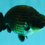 SPECIAL AAA Grade Strong Body Structure Black Cooper Ranchu Male 4.5 inches #061926RC_08
