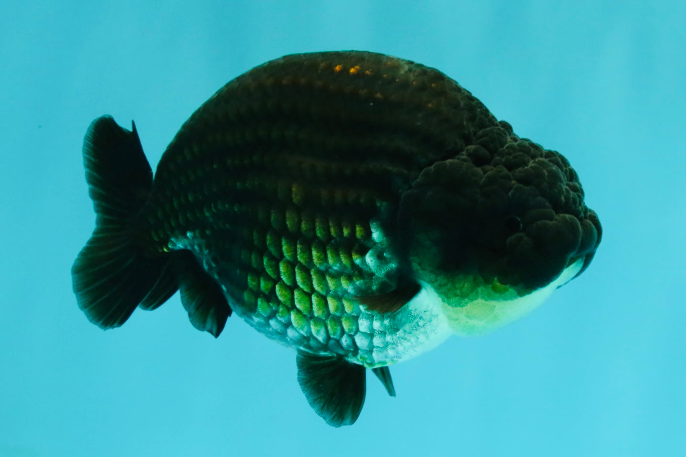 SPECIAL AAA Grade Strong Body Structure Black Cooper Ranchu Male 4.5 inches #061926RC_08