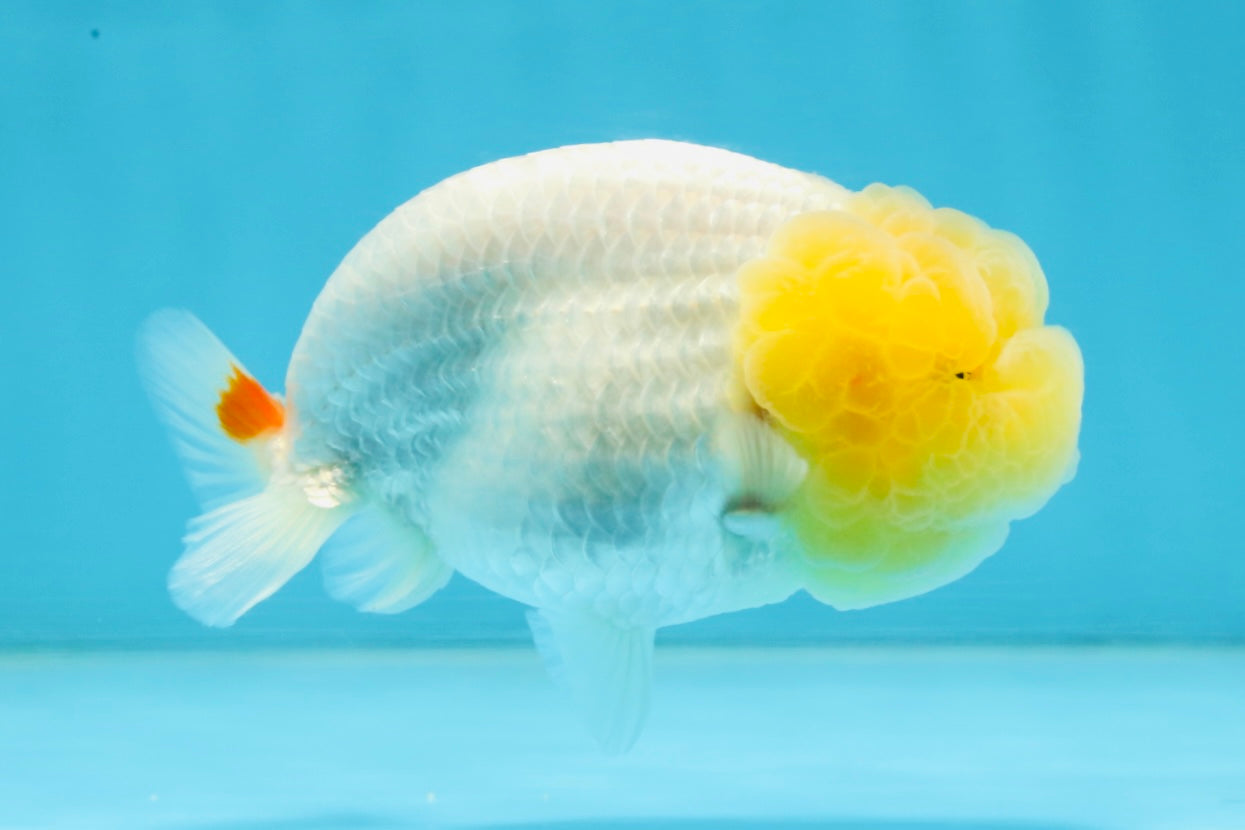 AAA Grade Young Lemonhead LionQueen 4 inches #101025LC_02