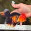 A Grade Apache Oranda Male 5.5 inches #102326OR_15