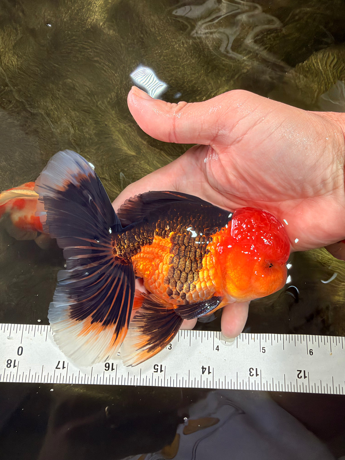 A Grade Apache Oranda Male 5.5 inches #102326OR_15