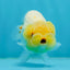 Lemonhead Lionchu Male 3.5-4 inches #0927LC_09