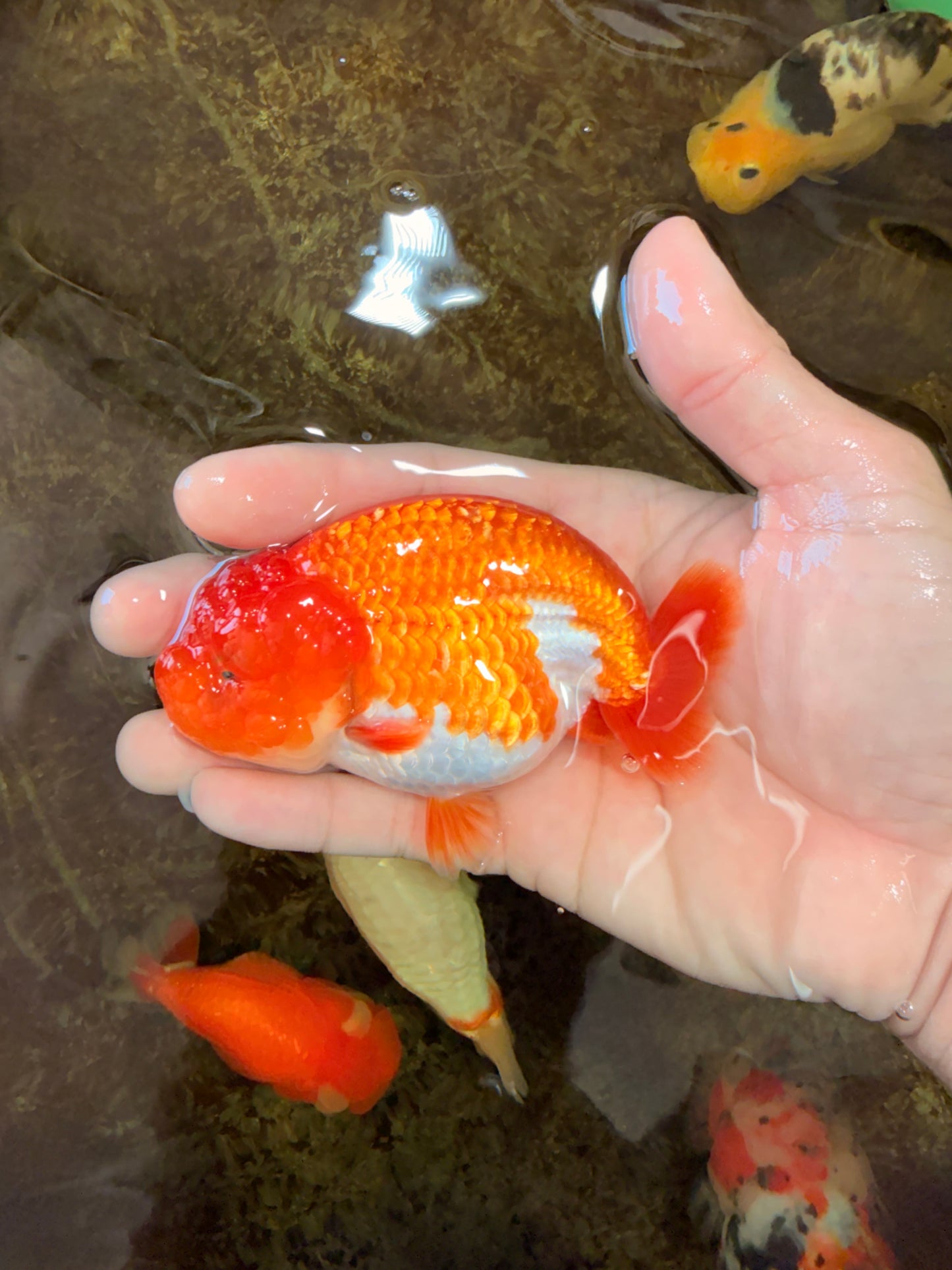 AAA Grade Young Red White LionQueen 4 inches #101025LC_08